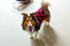 レオちゃん「今日のお友達」
