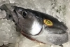 「魚魚市場鮮魚コーナーおすすめは「ビンチョウマグロ・地タコ」です♪」
