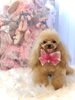ててちゃん／プードル「MerryXmas ☆」