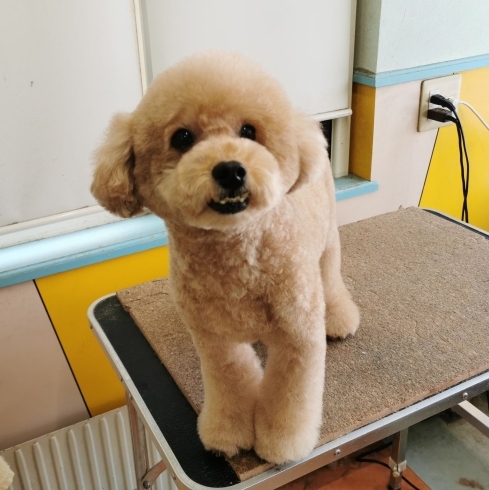 「【☆★今日のわんこより★☆】豊平区月寒東のトリミングショップ【犬の床屋さんちゃいるどっく】信頼のクオリティを提供！安い価格設定！人気のオプション歯みがき、炭酸泉浴など！ご自宅では難しい爪切りもお任せください！予約制で夜間営業も！」