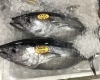 「魚魚市場鮮魚コーナーおすすめは「シビマグロ・アマダイ」です♪」