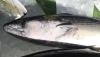 「魚魚市場鮮魚コーナーおすすめは「羽ガツオ・ビンチョウマグロ」です♪」