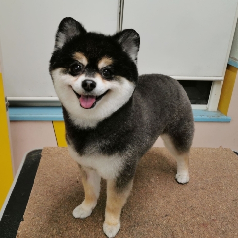 「【☆★今日のわんこより★☆】豊平区月寒東のトリミングショップ【犬の床屋さんちゃいるどっく】信頼のクオリティを提供！安い価格設定！人気のオプション歯みがき、炭酸泉浴など！ご自宅では難しい爪切りもお任せください！予約制で夜間営業も！」