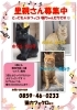 里親さん　募集中の猫ちゃんたち「里親さん募集中！」