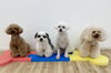 にこ♡あもる♡ぺち♡Ａきなこ「ましゅまろ幼稚園🐾パート１」
