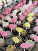 「今週は多肉植物がたくさん入荷しました🪴´-」