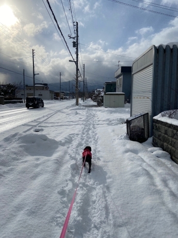 散歩「【除雪中の恐怖！ギックリ腰について】」
