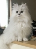 飼い主様が大好き!な ふわちゃんのお留守番は?「ふわちゃんの 心のリズムは?」