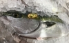 「魚魚市場鮮魚コーナーおすすめは「天然ぶり」「アマダイ」です♪」
