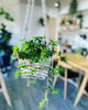 「観葉植物入荷しました」