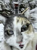寒かったニャ〜「もちつき猫」