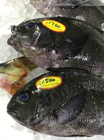 「魚魚市場鮮魚コーナーおすすめは「クロ・バナメイエビ」です♪」