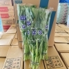 「岩手県オリジナル品種の菜花(なばな)、 「はるの輝」の入荷が始まってますよー！！！」