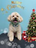 「お友達♡ Dog salon mofu mofu 余市町」