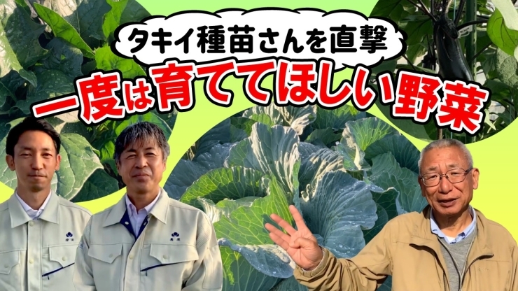 「【病気に強くて作りやすい】タキイ種苗さんが推進するお勧め野菜！栽培ポイントも詳しく解説していきます♪ タネのハシモト」