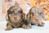 「ミニチュアダックス子犬情報」
