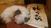 看板犬の小鉄です。「年末年始休業のお知らせ」