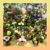 迎春アレンジメント「迎春のお花ご用意しています。」