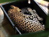 リラックスしてぐっすり眠るサリー「ジャストフィット！！」
