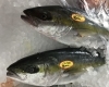 「魚魚市場鮮魚コーナーおすすめは「天然ぶり・天然ヒラス」です♪」