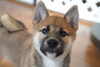 柴犬「子犬情報！お求めやすい税込98,000円〜(^｡^)」