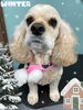 「お友達♡ Dog salon mofu mofu 余市町」