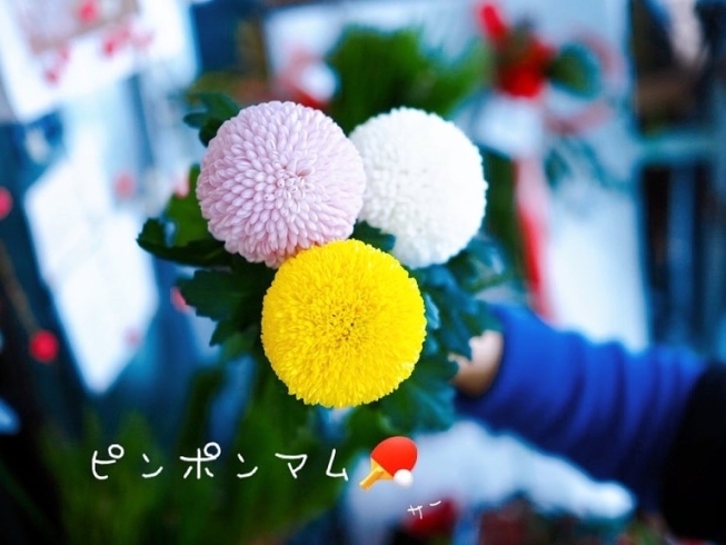 お正月に定番のお花ピンポンマムちゃん♡三色あります「年末年始の営業について。」