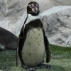フンボルトペンギン