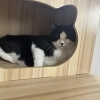 里親募集中