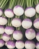 「🥬地元産の野菜をお届け！「採れたてご褒美便」の春夏が始まりました！」