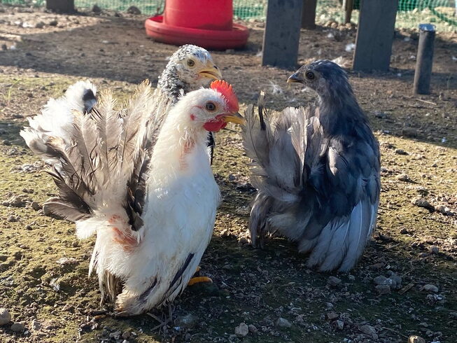 オーナーの趣味でチャボも仲間入り「謹賀新年【静岡県で青空飼育の養鶏場は悠GROUP 悠々ファームへ】」