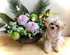 おめでとうございます♡  Ｐｉちゃんです「Happy New Year （╹◡╹）」