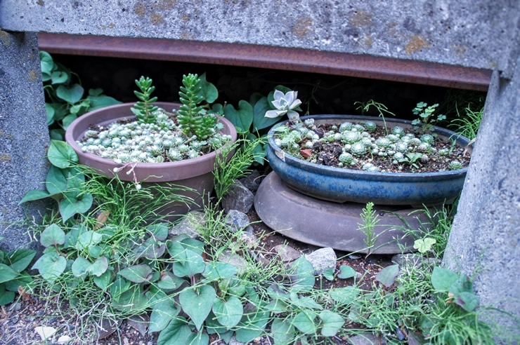 多肉植物が元気に育っている鉢もありました。誰かがお世話しているのかもしれません。