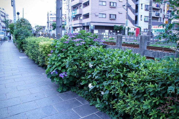 これまでの沿線より歩道が整備されていたのが特徴的です。さまざまな花が植えられていて、香りも華やかでした。