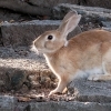 うさぎの首の骨の数は◯◯と同じ数なんです！