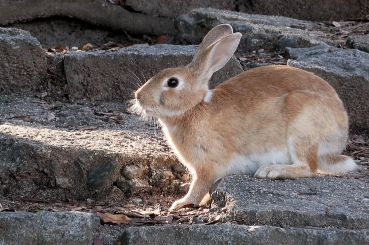 「うさぎの首の骨の数は◯◯と同じ数なんです！」