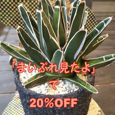 アガベ 笹の雪 大きめ これも20％OFF「まいぷれ見たよー！で植物全商品20％OFF アガベ 笹の雪 フランコイシー ガステリア ユーフォルビア レウコデンドロン綴化  オプンチアアズレア 他 一部紹介 八王子 八王子駅 八日町 駅から10分」