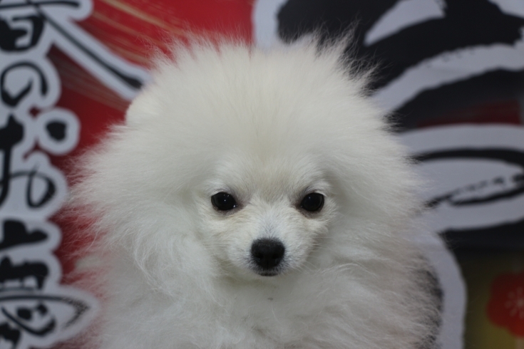 「ポメラニアンクリーム(ホワイト・白)の子犬メス、千葉県鎌ケ谷市・船橋市のブリーダー兼トリミングサロン」