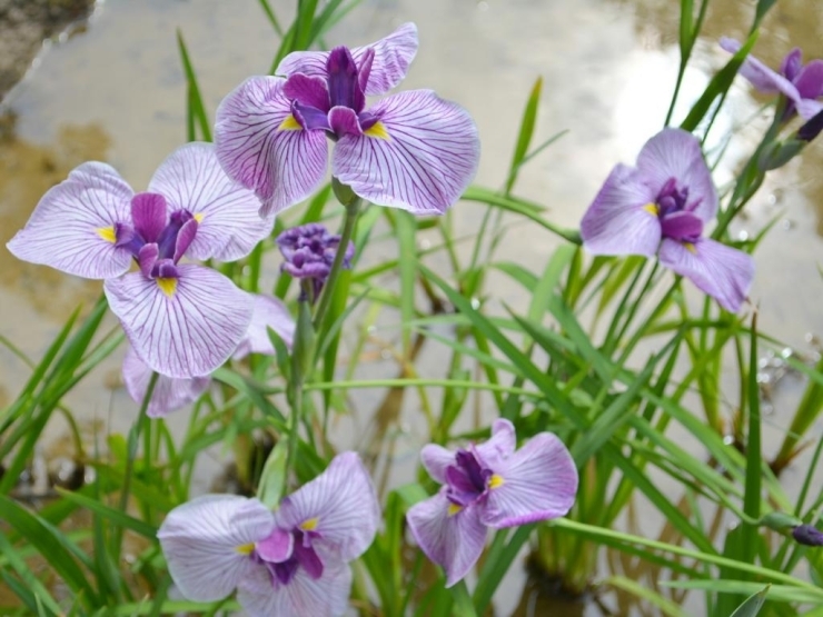 水鳥の池の沼地には花菖蒲（ハナショウブ）がたくさん咲いていました。