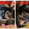ちゃーとはん
