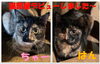 さびねこのちゃーとはん「ちゃーとはん」