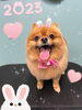 「お友達♡ Dog salin mofu mofu 余市町」