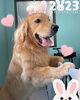 「お友達♡ Dog salon mofu mofu 余市町」