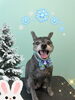 「お友達♡ Dog salon mofu mofu 余市町」