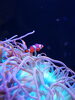 「魚津水族館♪カクレクマノミがお気に入り(*´ω｀*)」