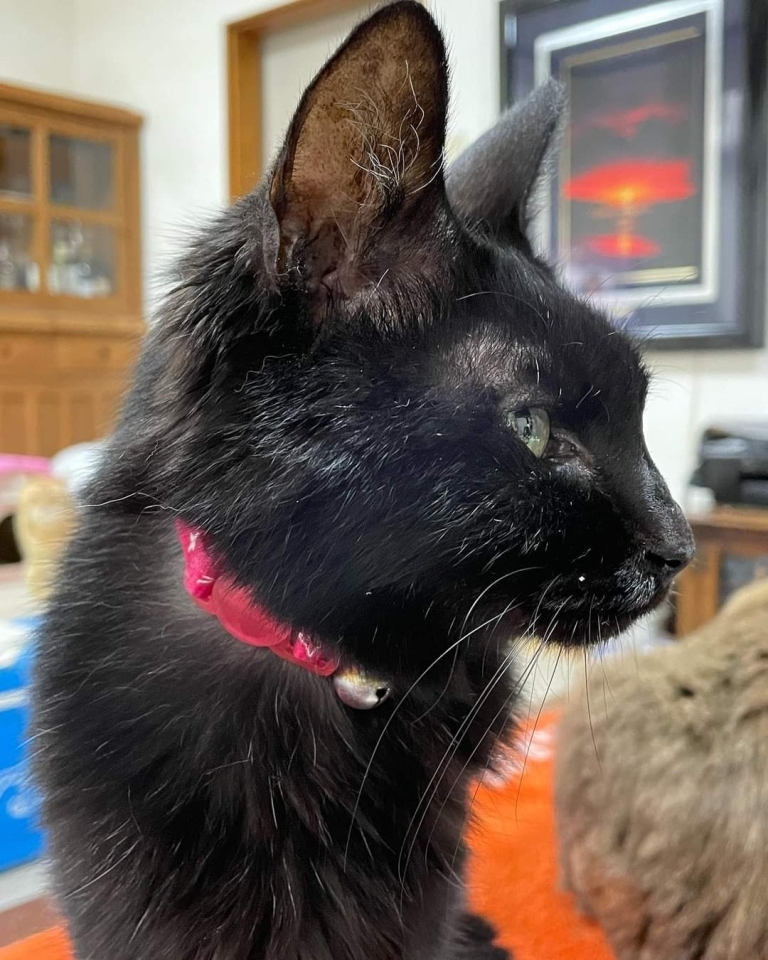 猫の クロちゃん を探してください 松山市祝谷 ベテル病院付近 ペット情報まとめ 松山 伊予 東温 松前 砥部 まいぷれ 松山 伊予 東温 松前 砥部 猫の クロちゃん を探してください 松山市祝谷 ベテル病院付近 ペット情報まとめ 松山 伊予 東温 松前 砥部 まいぷれ 松山 伊予 東温 松前 砥部