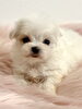 マルチーズbabyちゃん♡「ぱぱ＆まま募集のbabyちゃん」