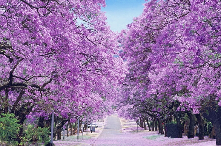 世界3大花木のひとつ ジャカランダ が咲いています まちの明るいニュース まいぷれ 広島市