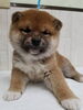 「【WAN'S】新しいワンちゃんのご紹介！柴犬」