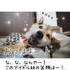 寝たきりのワンちゃんはデイサービスが無料です！！